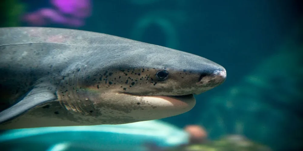 Confinement : l'aquarium de Monterey met ses bassins en livestream sur YouTube
