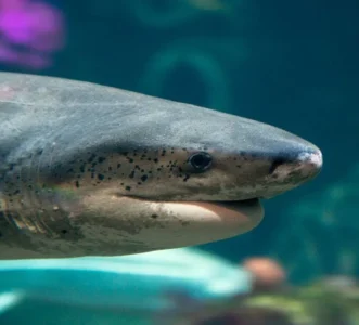 Confinement : l'aquarium de Monterey met ses bassins en livestream sur YouTube