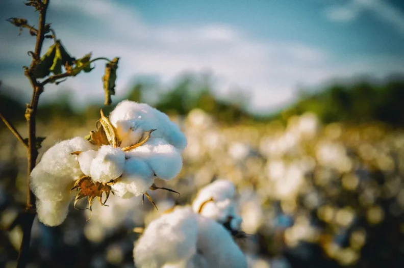 Le label GOTS (Global Organic Textile Standard) garant du nirvana vestimentaire