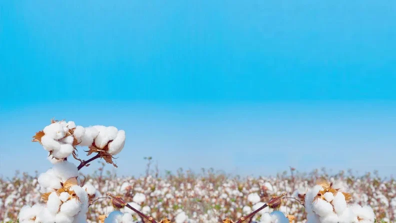 Des habits en coton bio pour bébé : le coton 100% biologique grâce à la norme GOTS